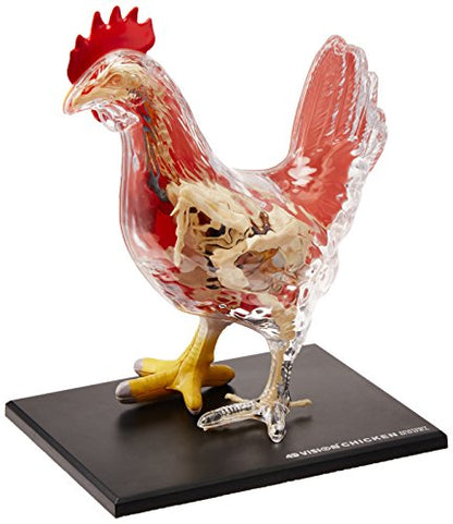 4D Chicken Anatomy Model Kit, STEM Biology Learning Toy, Ages 8+