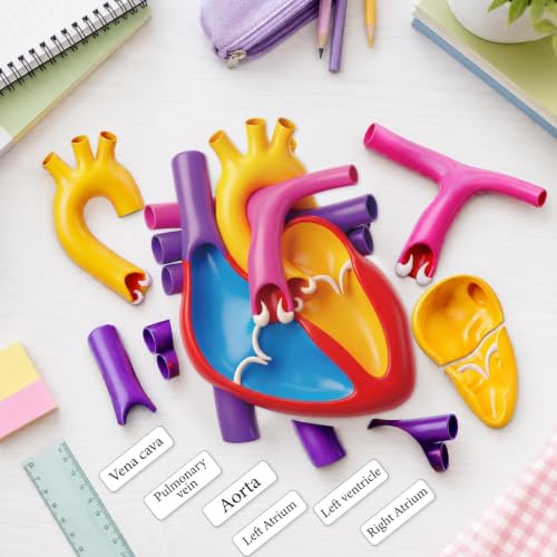 Magnetic Heart Anatomy Model with Labels Clearly Heart Structure Magnets Decoration Magnetic Teaching Aids Science Anatomy Magnet for Lab Decorations Teacher Must Haves Teaching Aid