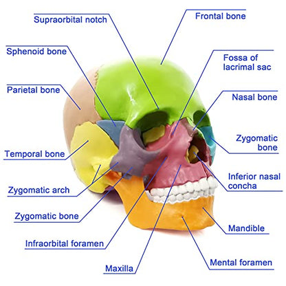 15-Part Puzzle Anatomy Skull Model,Colorful Exploded Brain Model Detachable