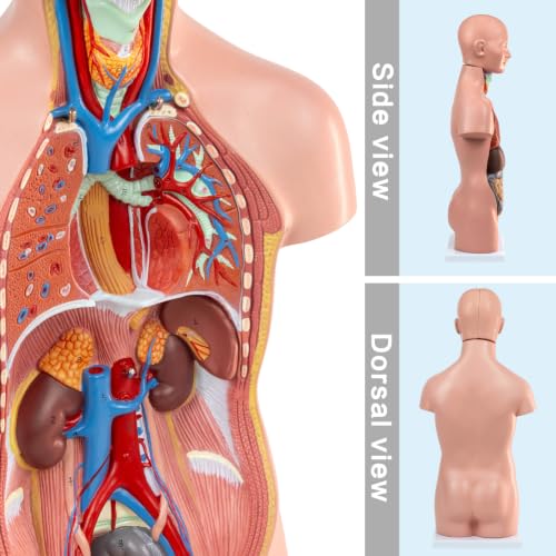 HADWYN 12 Pcs Removable Human Torso Model,20 inch Anatomy Torso Model