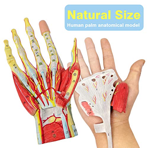 2025 New Medical Anatomical Hand Skeleton Model W/Muscles Ligaments Nerves and Blood Vessels, 7 Parts, Life Size, Magnetic Easy Mounting (Hand Model)