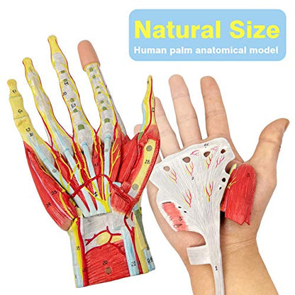 2025 New Medical Anatomical Hand Skeleton Model W/Muscles Ligaments Nerves and Blood Vessels, 7 Parts, Life Size, Magnetic Easy Mounting (Hand Model)