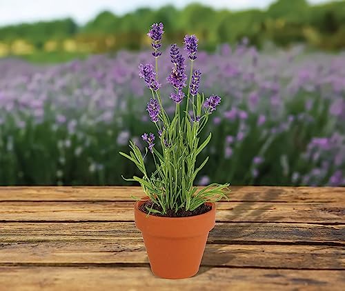 Buzzy Seeds Lavender Grow Kit 20-Pack, Mini Terracotta Pots, Bulk Favors