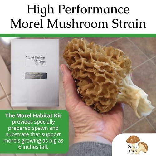 Morel Mushroom Growing Kit (Morchella)