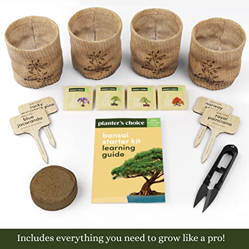 Bonsai Tree Kit for Beginners & Plant Lovers - Grow Your Own Bonsai