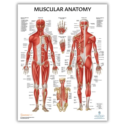 Anatomy Lab Pilates and Muscular Anatomy Poster Set - color: Pilates + Muscular