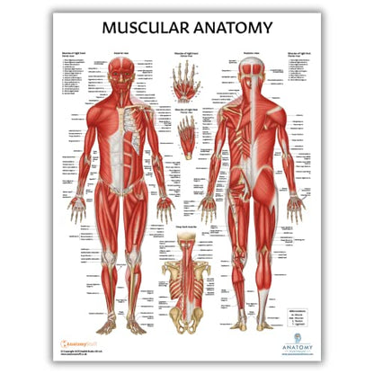 Anatomy Lab Pilates and Muscular Anatomy Poster Set - color: Pilates + Muscular