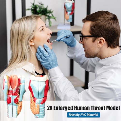 2X Enlarged Human Throat Model,5 Parts Human Larynx 3D Anatomy Model Laryngeal Muscles Cavity Bone with Labeled Numbered Product Manual Card and Removable PVC Base for Medical Education Study - size: 2X Enlarged