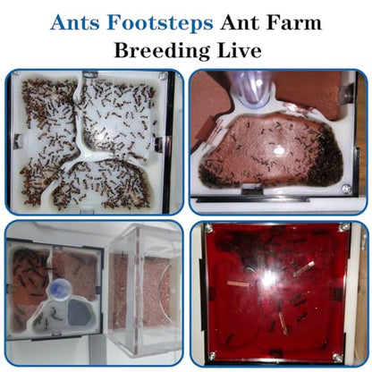 Ant Farm Nest Science DIY Terrarium Kit Care for Live Ants Ant Habitat with Water Tower Nurturing Room and Comprehensive Observation-Set 4 - size: 4