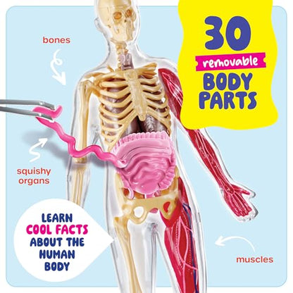 Human Anatomy Squishy Body Model - STEM Science Kits for Kids Ages 8 Years