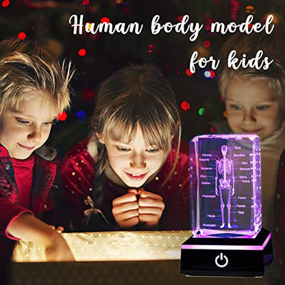 Movdyka 3D Human Skeleton Anatomy Model Doctor Psychology Graduation Gifts - color: Body