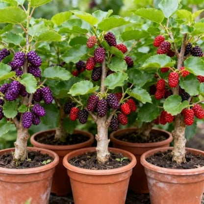 Non-GMO Fruit Seeds Assortment (430PCS) - 100 Grape, 100 Apple, 100 Kiwi, 10 Sugar Apple, 100 Mulberry, 20 Cherry Seeds, Adaptable for Pots & Gardens, Indoor Outdoor Usage