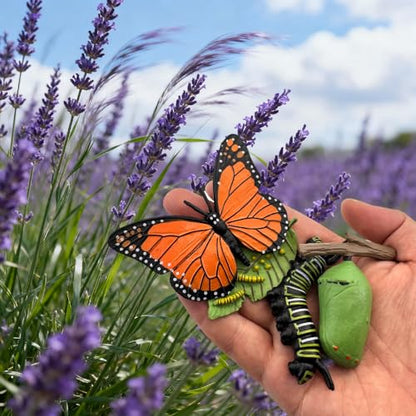 Montessori Life Cycle Animal Figures with Flash Cards, Lifelike Animal Growth Cycle Biological Model Set (Butterfly) - style: Butterfly