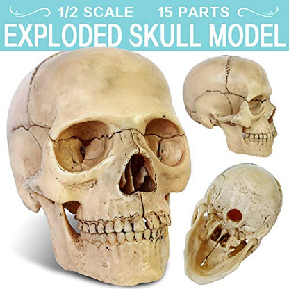 2026 New 15 Parts Palm-Sized Human Skull Model, Anatomy Exploded Skull