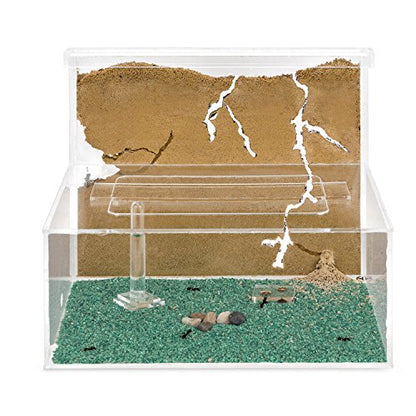 Sand Ant Farm L (Formicarium (Anthill, Formicarium, Educational, Ants)