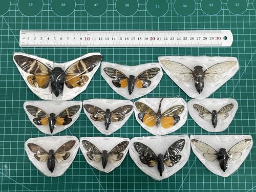 10 Real Mounted Insect Specimens Shadow Box Cicada Beetle Scorpion VESET7 - color: 10 Real Cicada