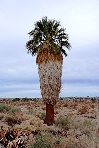 California Fan Palm | Tree Seed Grow Kit | The Jonsteen Company