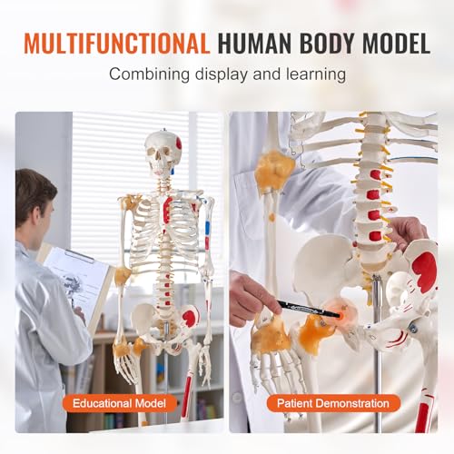 VEVOR Human Skeleton Model for Anatomy, 71.65" Life Size, Accurate PVC Anatomy Skeleton Model with Ligaments, Movable Arms, Legs & Jaw, with Muscle Origin & Insertion Points, for Professional Teaching - size: Life Size