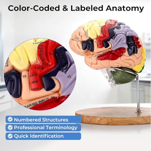 Human Brain Model, 2X Life Size Brain Anatomy Model, 4-Part Magnetic Detachable Brain Model with 131 Laser-Engraved Brain Structure Labels for Neuroscience, Psychology & Medical Education