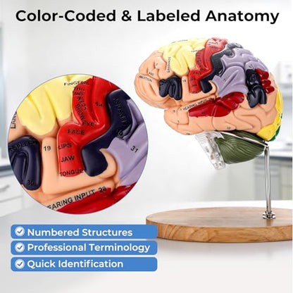 Human Brain Model, 2X Life Size Brain Anatomy Model, 4-Part Magnetic Detachable Brain Model with 131 Laser-Engraved Brain Structure Labels for Neuroscience, Psychology & Medical Education