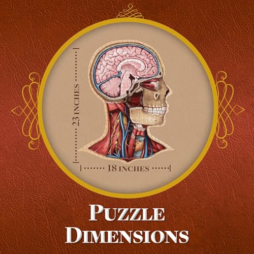 Genius Games Human Head Anatomy Puzzle - Adult Jigsaw Puzzles Unique Gifts for Kids Educational Science - 441 Piece Teen Floor Puzzle - Genius Games Dr. Livingston - style: The Human Head