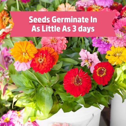 Back to the Roots Organic Zinnia Flower Grow Kit with Plantable Starting Pot Soil and Seeds - size: 5 inches, style: Zinnia Flower Kit