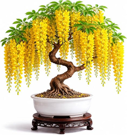 Golden Chain Bonsai Starter Tree (1 Year Old Live Plant) – Fast Growing Flowering Vine Bonsai Material forTraining – Outdoor/Indoor Bonsai Tree Starter Kit Plant