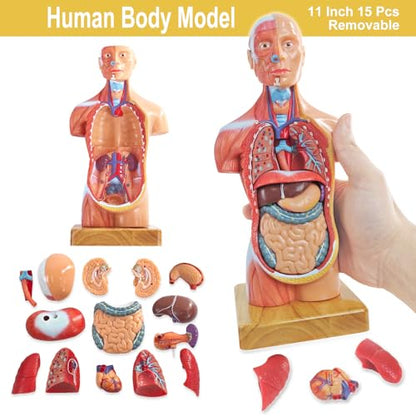 Human Body Skeleton and Heart Anatomcal Model Set