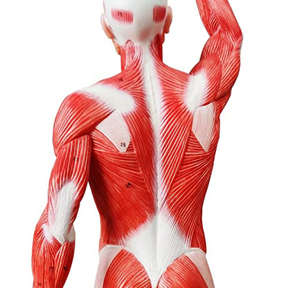 Human Muscle Model, 20" Miniature Muscular System Model - color: Human Muscle Model-1/4 Lifesize