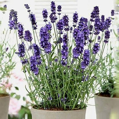Lavender Seeds for Planting Herb Garden About 100 Seeds Spring or Fall Planting
