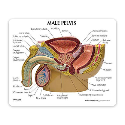 GPI Anatomicals Human Anatomy Model of Male Pelvis with Testicles - style: Male Pelvis with Testicles