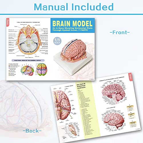 EVOTECH SCIENTIFIC Human Brain Model w/Arteries, 7 Parts Life Size Anatomy Brain Model on a Base Show Horizontal Plain Through Eyeball Level for Science Classroom Study Display, Manual Included