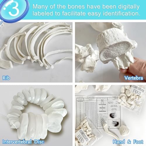 Human Model of Skeleton for Anatomy 67“ High with 200+ Bones Structures,Scientific Disarticulated Human Model of Skeleton Bundle for Anatomy, Bones, Articulated Hand & Foot