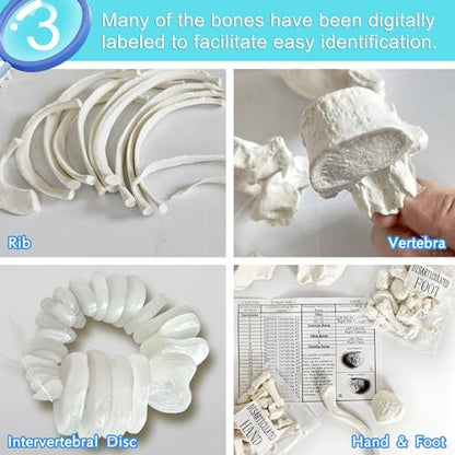 Human Model of Skeleton for Anatomy 67“ High with 200+ Bones Structures,Scientific Disarticulated Human Model of Skeleton Bundle for Anatomy, Bones, Articulated Hand & Foot