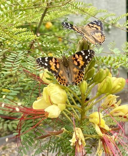 Insect Lore Two Cups of Live Caterpillars | Painted Lady Butterflies | Includes 2 Chrysalis Holding Logs | 10 Live Baby Caterpillars | Refill for Habitats and Kits