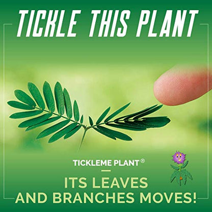 Product 1: TickleMe Plant Seeds Packets (2) Product 2: Mother's Day/Birthday TickleMe Plant Gift Box Set