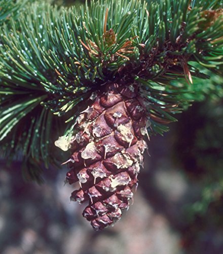 Ancient Bristlecone Pine | Tree Seed Grow Kit | The Jonsteen Company