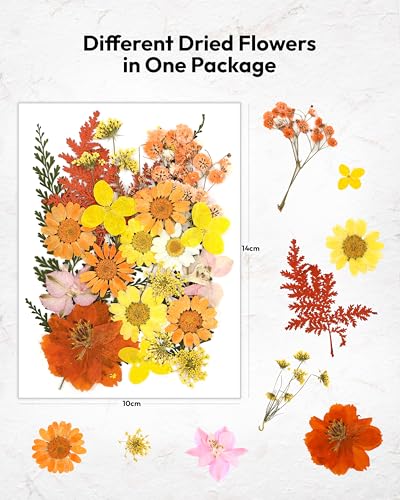 Dried Flowers, Resiners 100Pcs Pressed Flowers for Craft Yellow Real Natural Dried Flowers Dry Leaves Kit for DIY Making Crafts Resin Soap Candle Scrapbook Supplies Card Making Jewelry - color: Yellow 100pcs