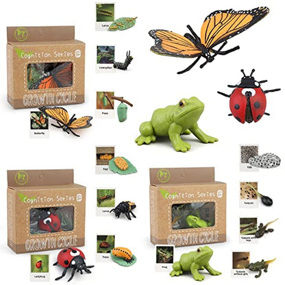 Montessori Life Cycle Learning & Education Toys, Plastic Insect Ladybug Monarch Butterfly Tadpole to Frog Kit, Preschool Learning Activities - color: Butterfly Frog Ladybug