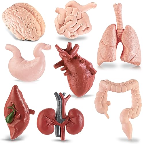 8PCS Mini Human Body Model for Kids