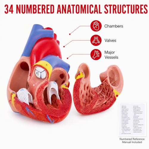 Life Size Human Heart Model, 2-Part, 34 Anatomical Structures - size: Life-Size 34 Anatomical Structures Model