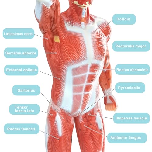 Miniature Human Muscle Anatomical Model - 1/3 Life-Size Numbered