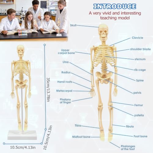 Mini Human Skeleton Model,Skeleton Teaching Model,Easy to Assemble, Removable Spine Whole Body for Study Teaching Demonstration - style: Full skeleton Set