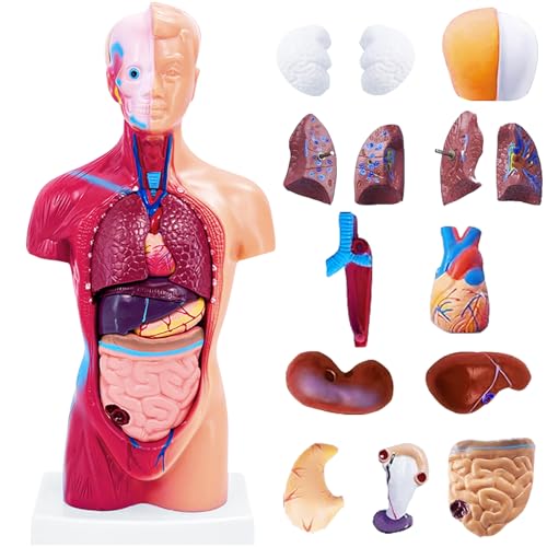 11 Inch Small Human Body Model for Anatomy Study - 15 Detachable Parts Educational Torso with Internal Organs, DIY Assembly Anatomy Model for Students, Teachers, and Medical Healthcare Professionals