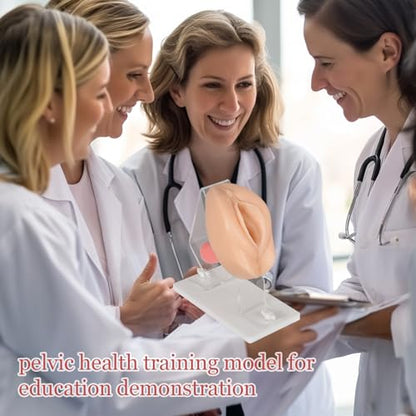 Pelvic Health Model, Gynecological Examination Trainer