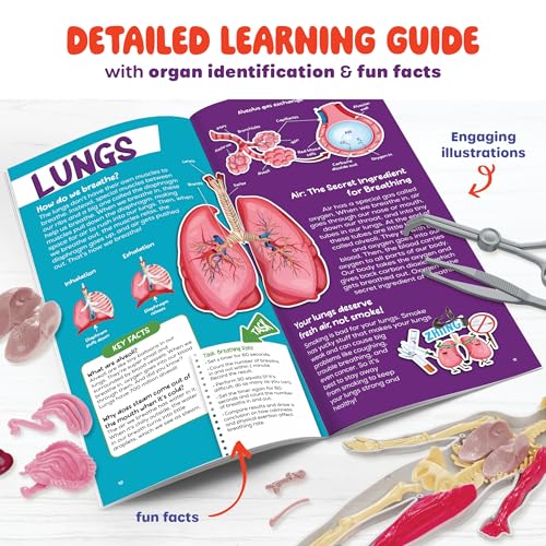 Human Anatomy Squishy Body Model - STEM Science Kits for Kids Ages 8 Years