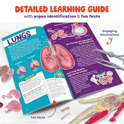 Human Anatomy Squishy Body Model - STEM Science Kits for Kids Ages 8 Years