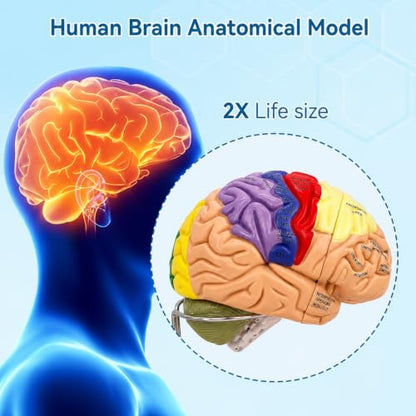 DSFGFRR Human Brain Model 2X Life‑Size, Brain Anatomy Model for Neuroscience, 4‑Part Detachable 3D Brain Model with Laser‑Engraved Labels and Stand for Psychology Neuroscience Learning