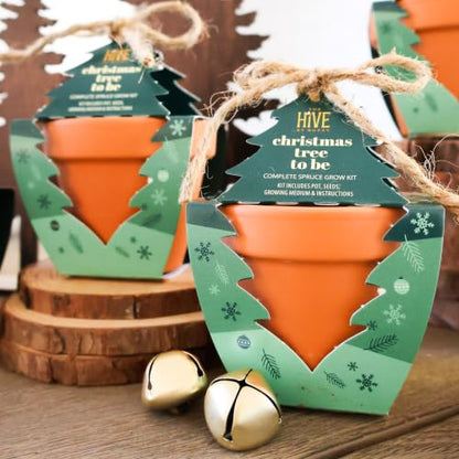 Buzzy Seeds Holiday Spruce Grow Kit 4-Pack, Terracotta Pots, Bonsai Gift