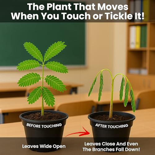 TickleMe Plant Lovers Box Grow Kit | Touch-Sensitive Plant that Closes Leaves When Touched or Blown a Kiss | Adult Plants Can Produce Sparkling Pink Flowers | Complete Indoor Grow Kit